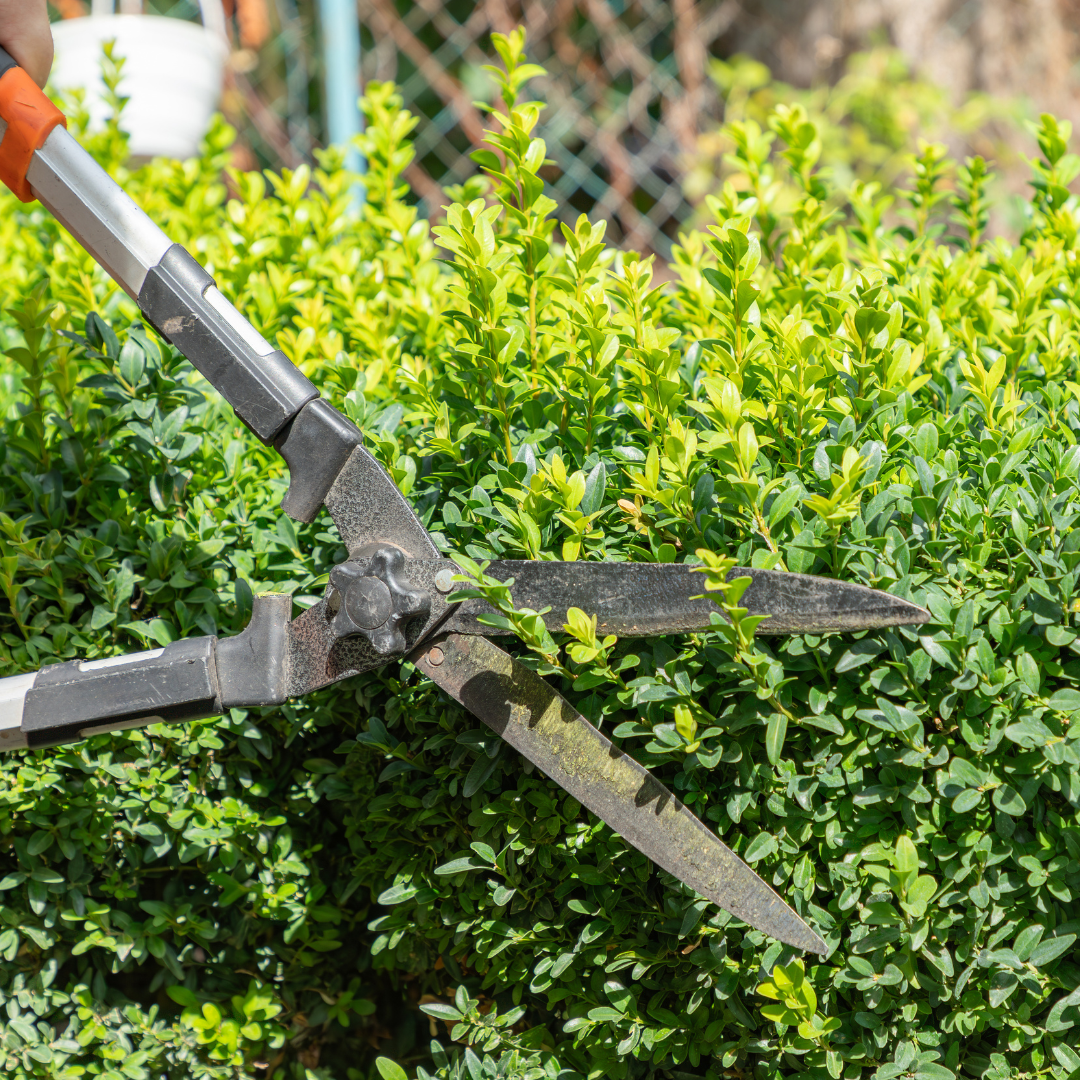 Person using garden shears to trim a bush