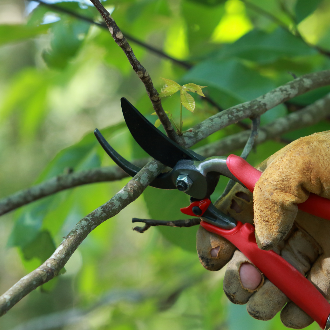 Fruit Tree Pruning