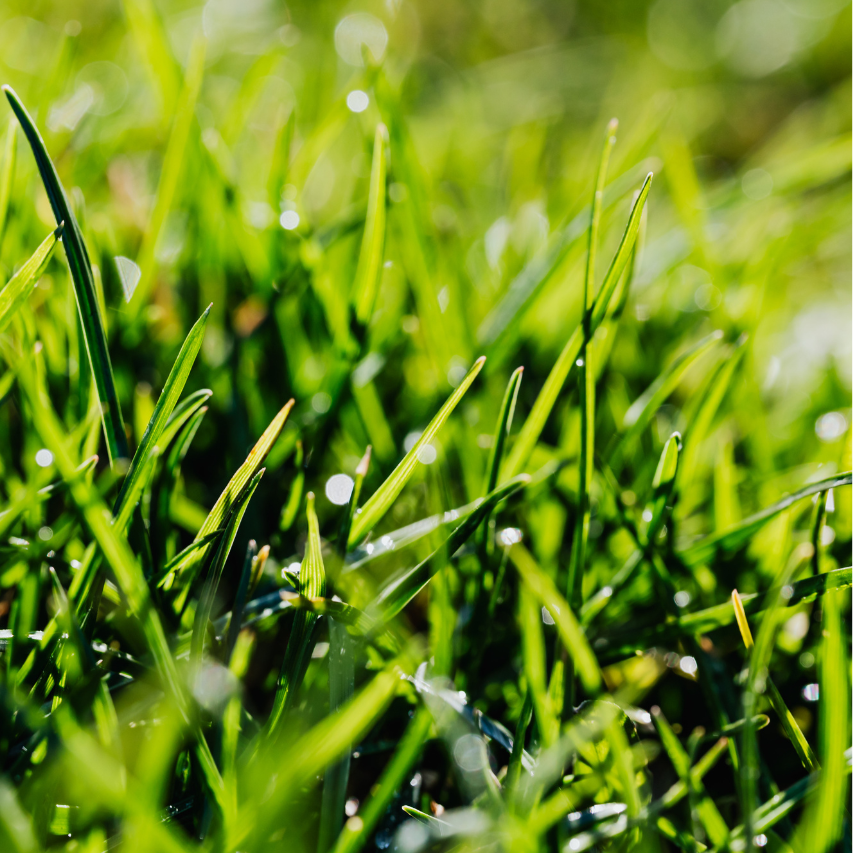 Close-up of green grass with water droplets on a white background
