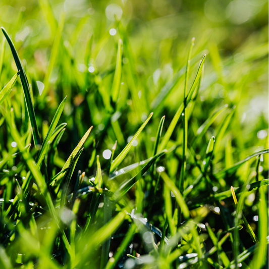 Close-up of green grass with water droplets on a white background