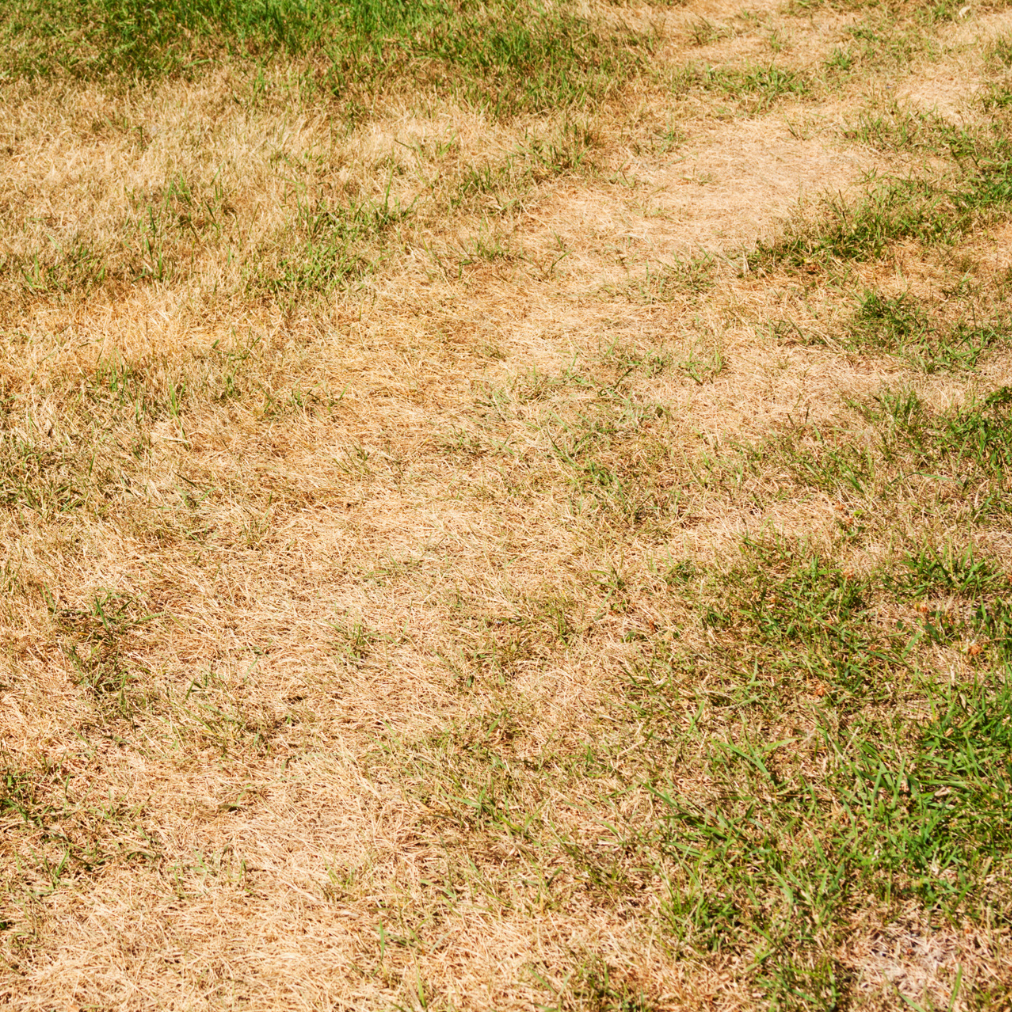 Lawn Repair & Restoration