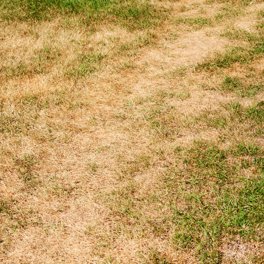 Lawn Repair & Restoration