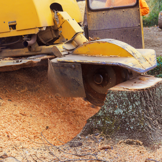 Stump grinder cutting a tree stump with a clear background